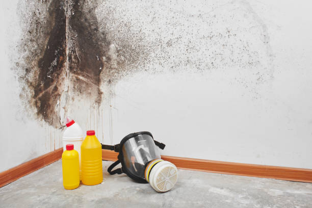 Professional Mold Removal in University Heights, IA