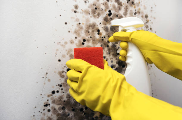 Best Mold Cleaning Services  in University Heights, IA
